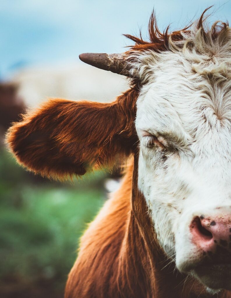 cow, farm, meadow, beef, animal, grass, nature, cattle, cows, herkauwer, dairy cattle, mammal, countryside, brown, horns, grassland, graze, agriculture, milk