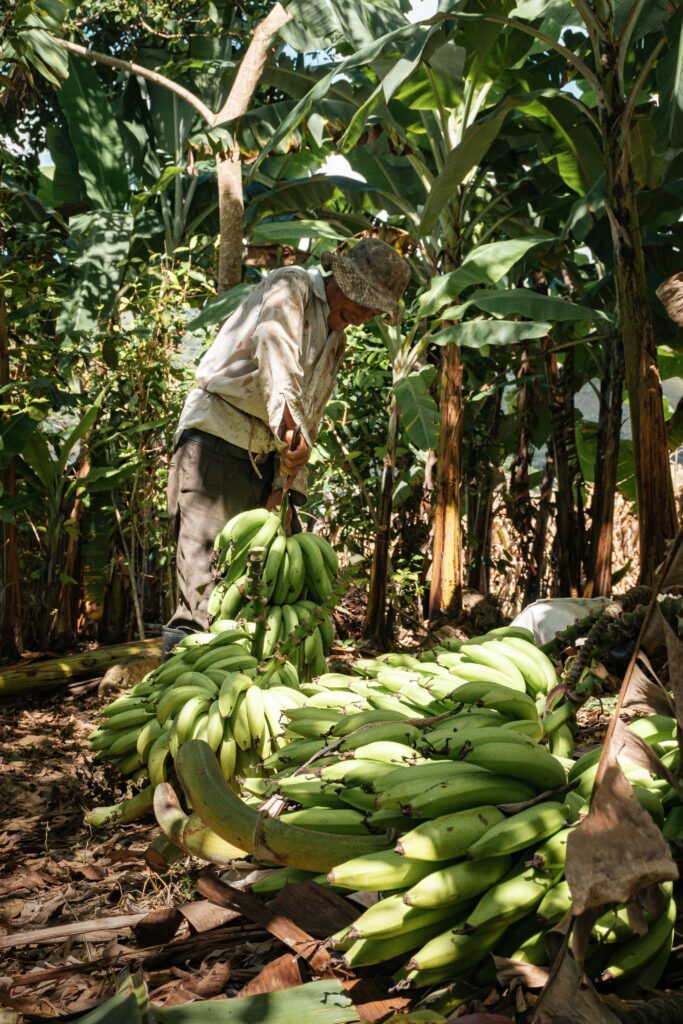A farmer harvesting green bananas in a tropical plantation in Bagua Grande, Peru.